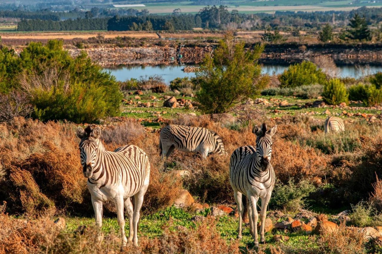Welbedacht Game & Nature Reserve Tulbagh Εξωτερικό φωτογραφία