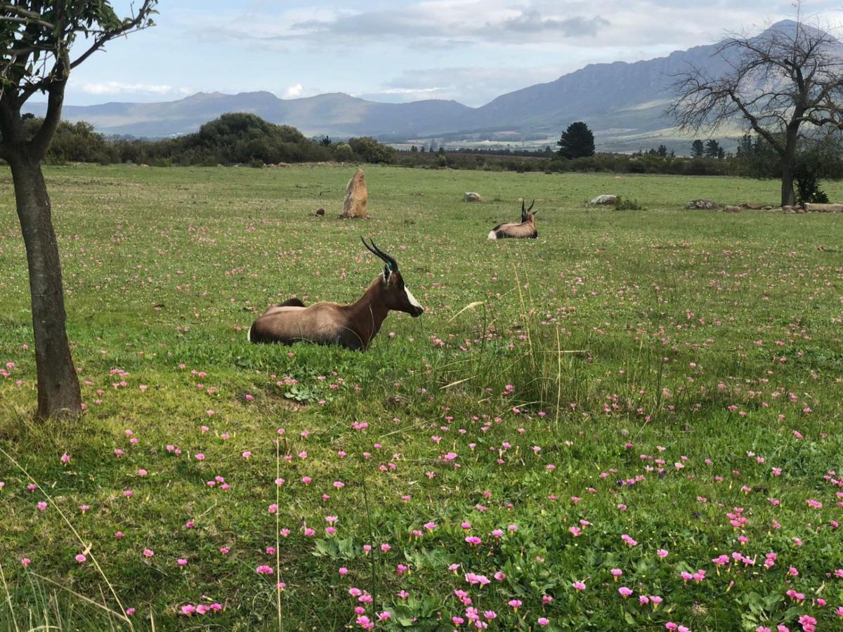Welbedacht Game & Nature Reserve Tulbagh Εξωτερικό φωτογραφία